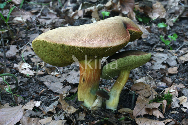 Roodsteelfluweelboleet (Boletus chrysenteron)