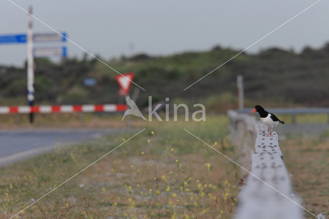 Scholekster (Haematopus ostralegus)