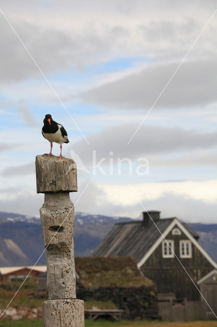 Scholekster (Haematopus ostralegus)