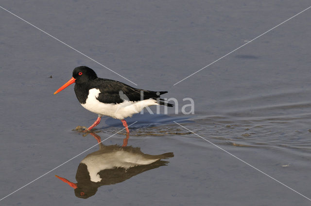 Scholekster (Haematopus ostralegus)