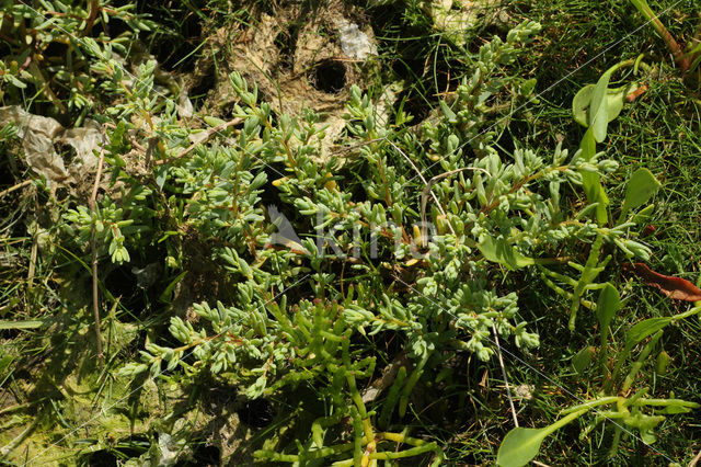 Schorrekruid (Suaeda maritima)