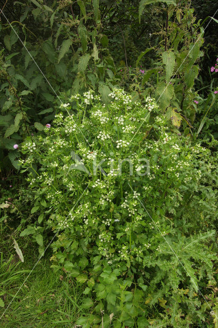 Selderij (Apium graveolens)