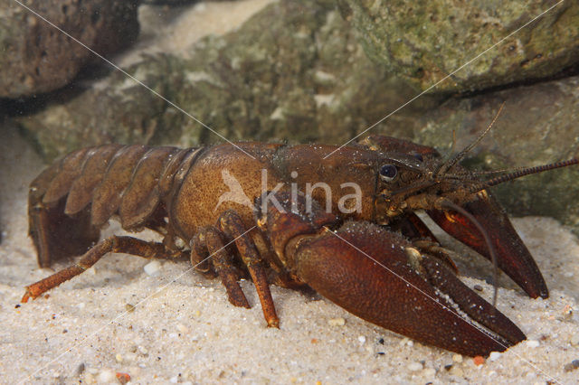 Signal crayfish (Pacifastacus leniusculus)