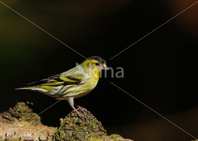 Sijs (Carduelis spinus)