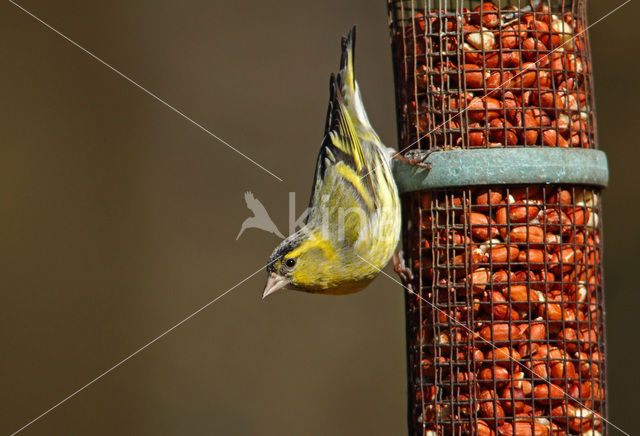 Sijs (Carduelis spinus)