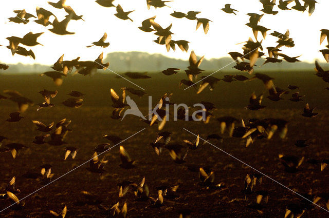 Spreeuw (Sturnus vulgaris)