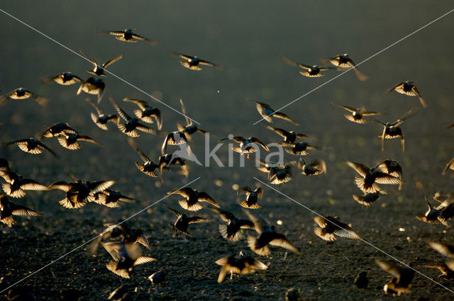 Spreeuw (Sturnus vulgaris)