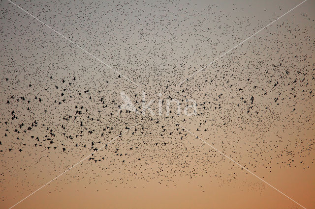 Spreeuw (Sturnus vulgaris)