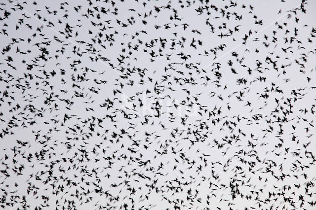 Spreeuw (Sturnus vulgaris)