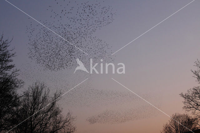 Spreeuw (Sturnus vulgaris)