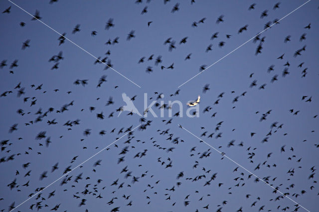 Spreeuw (Sturnus vulgaris)