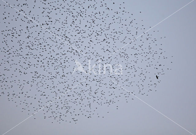 Spreeuw (Sturnus vulgaris)