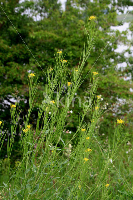 Stijve steenraket (Erysimum hieracifolium)