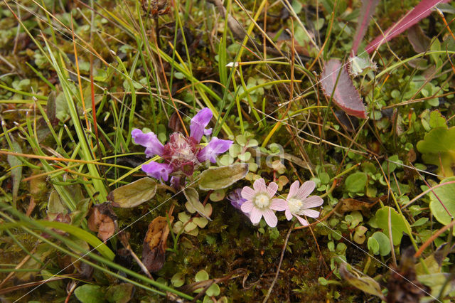 Bog Pimpernel (Anagallis tenella)