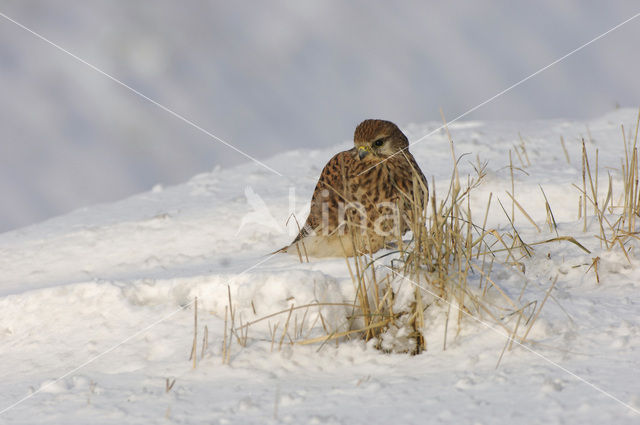 Torenvalk (Falco tinnunculus)