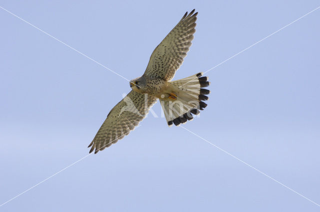 Torenvalk (Falco tinnunculus)