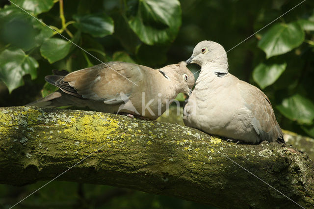 Turkse Tortel (Streptopelia decaocto)