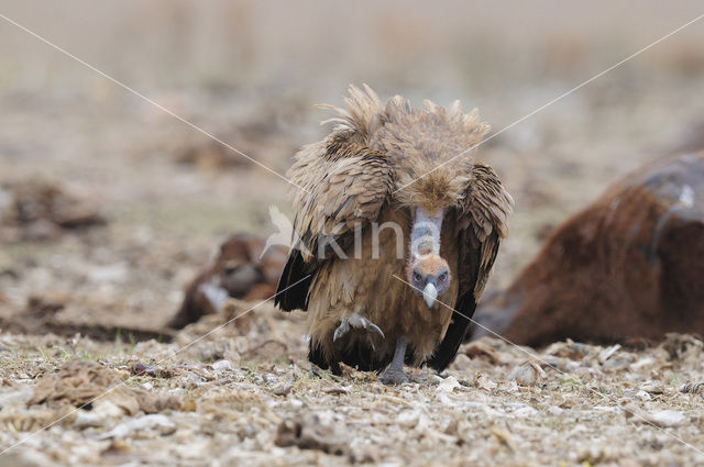 Vale Gier (Gyps fulvus)