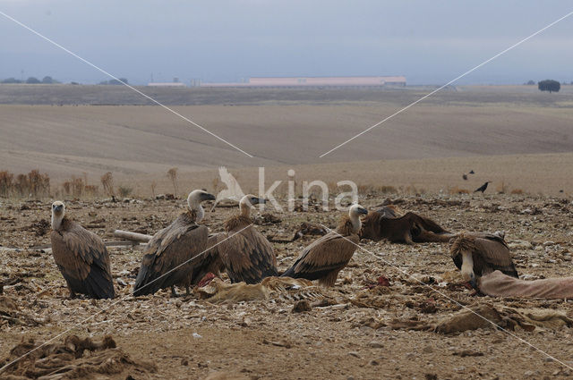 Vale Gier (Gyps fulvus)