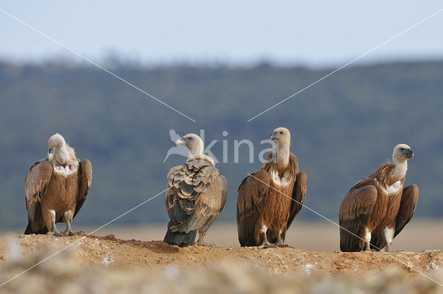 Vale Gier (Gyps fulvus)