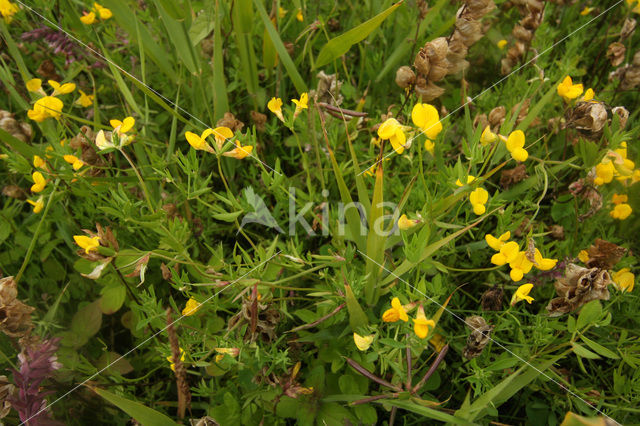 Veldlathyrus (Lathyrus pratensis)