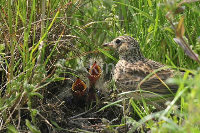 Veldleeuwerik (Alauda arvensis)