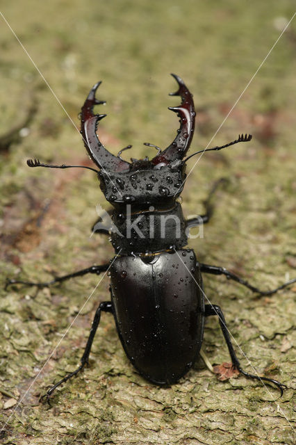 Vliegend hert (Lucanus cervus)