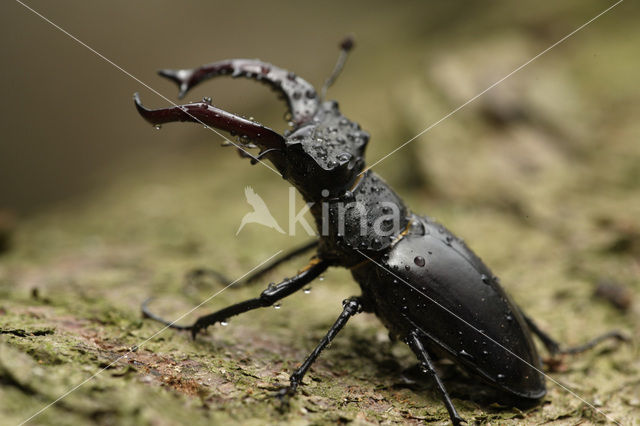 Vliegend hert (Lucanus cervus)