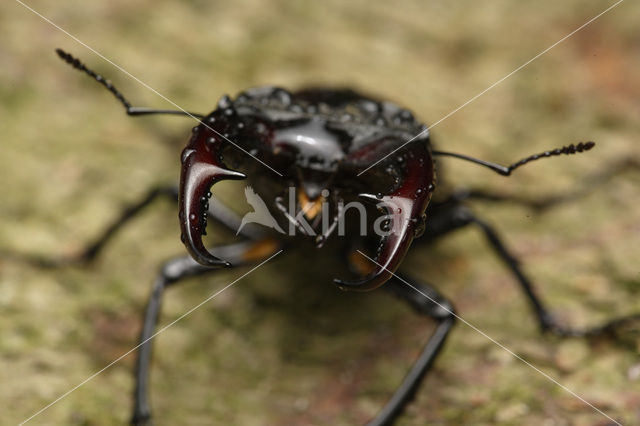 Vliegend hert (Lucanus cervus)