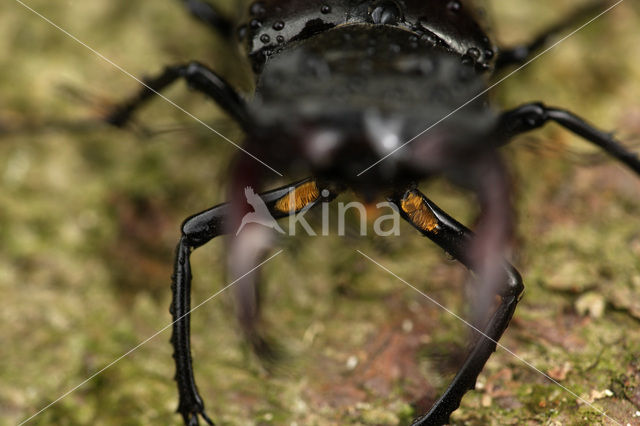 Vliegend hert (Lucanus cervus)