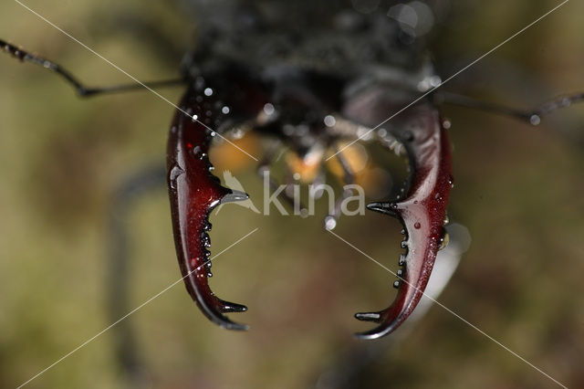 Vliegend hert (Lucanus cervus)