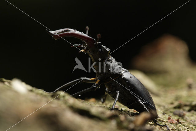 Vliegend hert (Lucanus cervus)