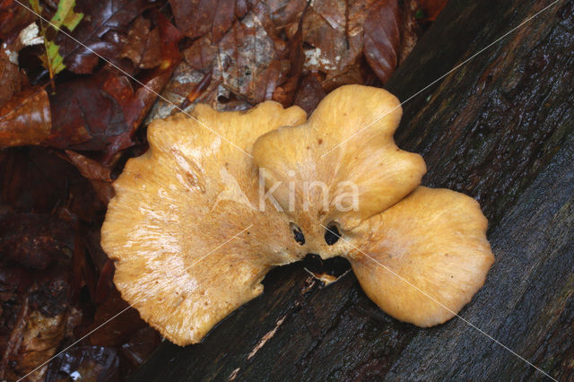 Waaierbuisjeszwam (Polyporus varius)