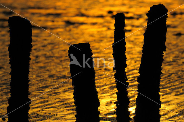 Waddenzee