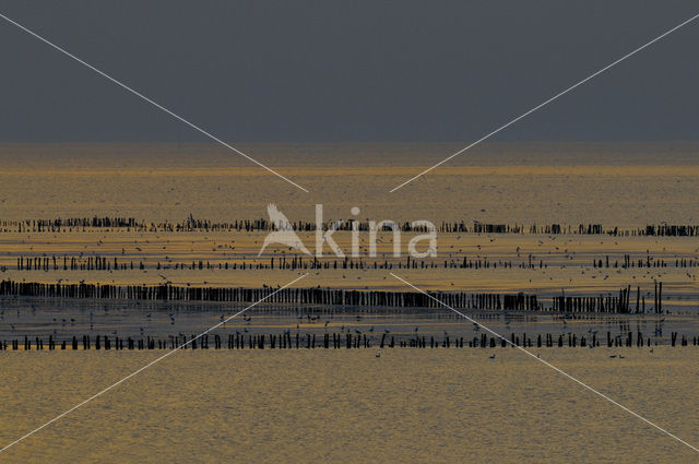 Waddenzee