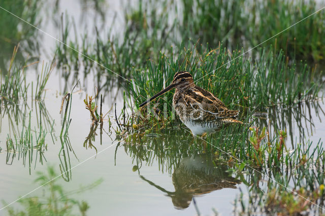 Watersnip (Gallinago gallinago)