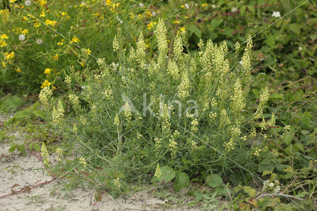 Wilde reseda (Reseda lutea)