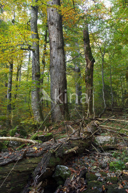 Wildnisgebiet Dürrenstein