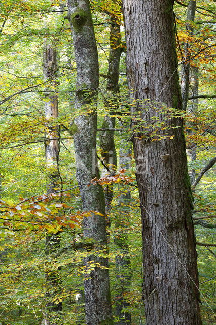 Wildnisgebiet Dürrenstein