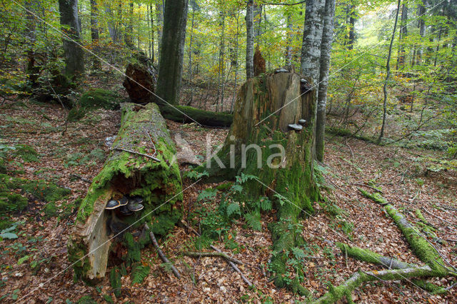 Wildnisgebiet Dürrenstein