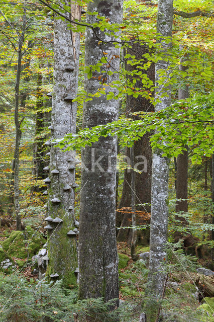 Wildnisgebiet Dürrenstein