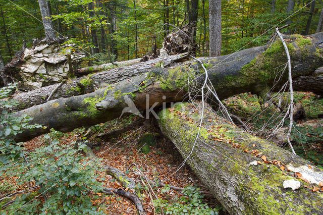 Wildnisgebiet Dürrenstein