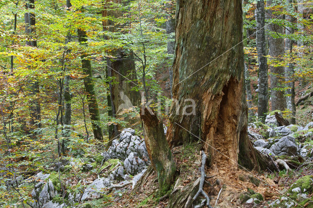 Wildnisgebiet Dürrenstein