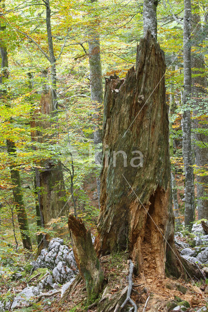 Wildnisgebiet Dürrenstein