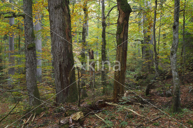 Wildnisgebiet Dürrenstein