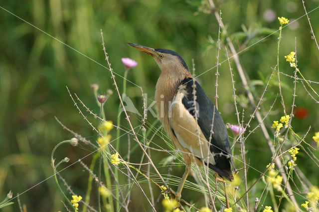 Woudaap (Ixobrychus minutus)