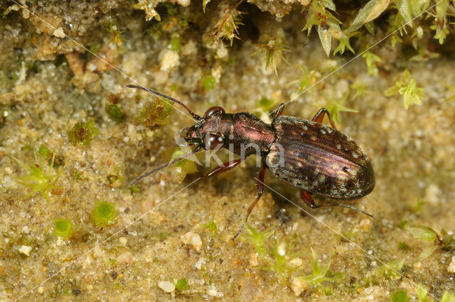 Zandgrootoogje (Asaphidion pallipes)