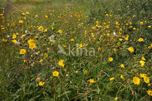 Zeemelkdistel (Sonchus arvensis var. maritimus)