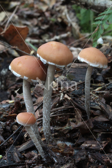 Zilversteelzwavelkop (Psilocybe marginata)