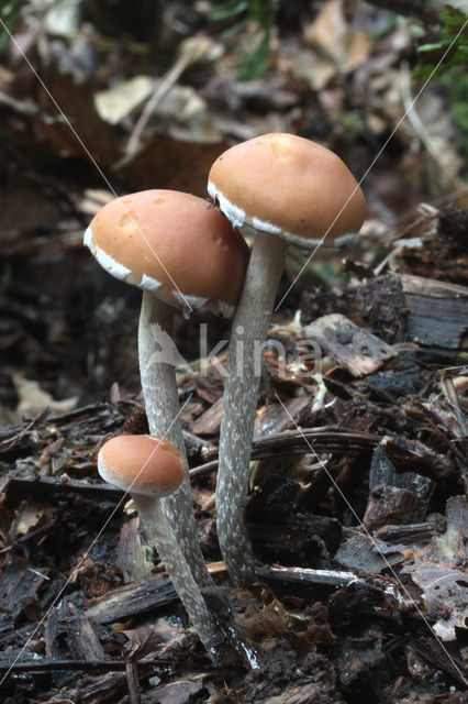 Zilversteelzwavelkop (Psilocybe marginata)